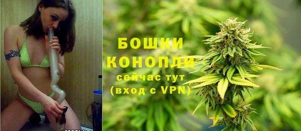 прущие грибы Вязьма
